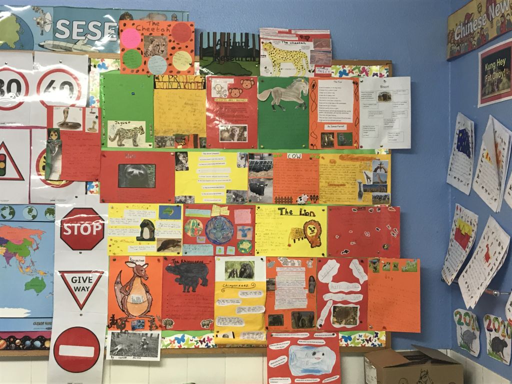 Animal projects in first class