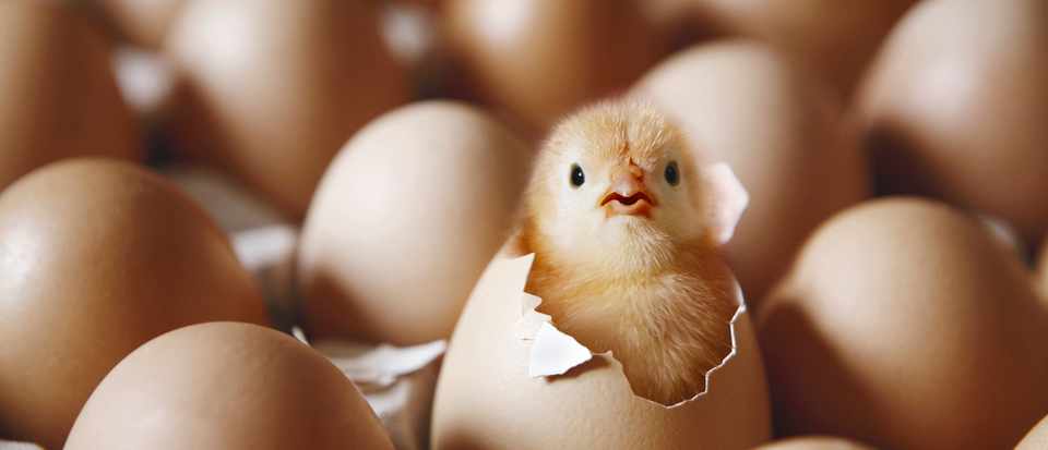 New baby chicks in SNC