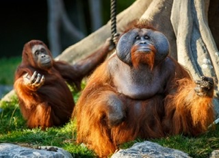 Watch feeding times at Dublin Zoo