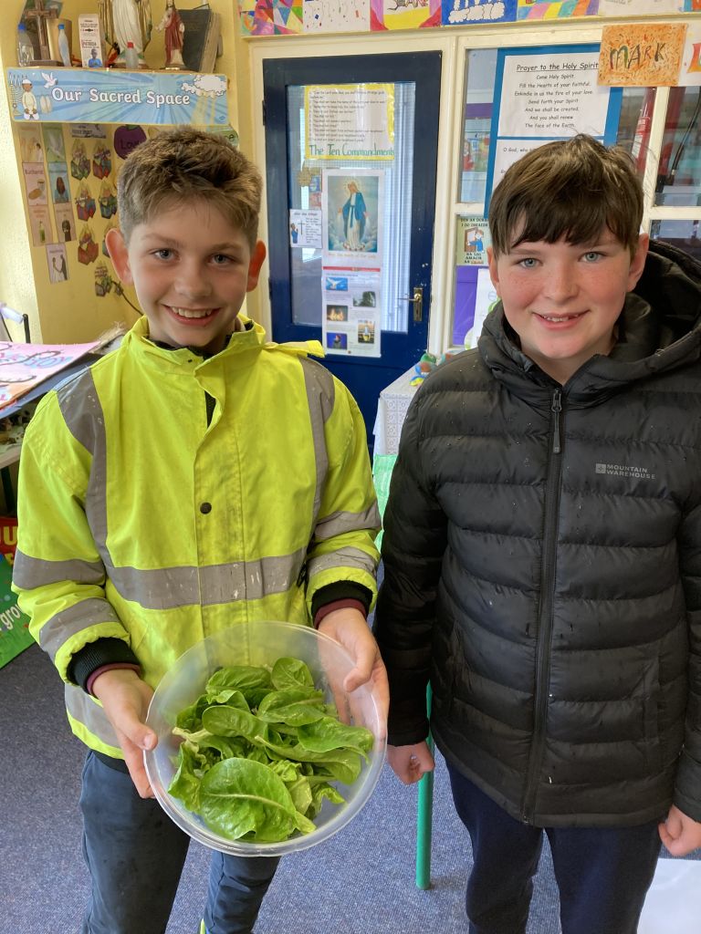 First produce of the summer from our veg. garden