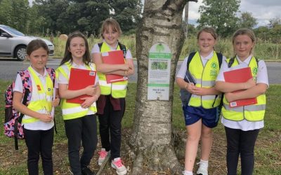Rathmoy Golden Mile Tree Trail