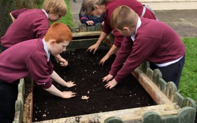 Working together planting lots of Spring flower bulbs.