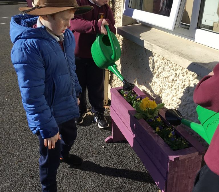 Watering the window boxes