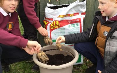 Budding Gardeners Competition – Bulbilicious Task – Planting Dahlia bulbs