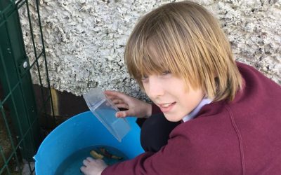 Making an organic liquid to feed our flowers and plants