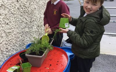 Planting salad plants and herbs.