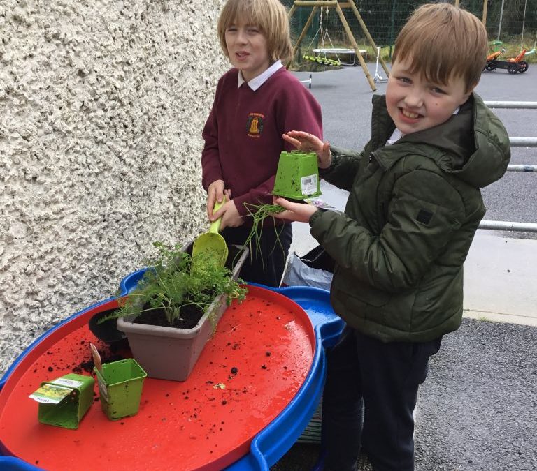 Planting salad plants and herbs.
