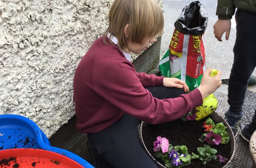 Spring flower pots