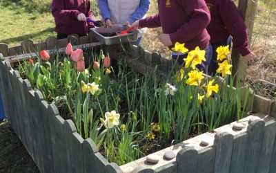 Mixing and sowing the seeds for our wild flower garden.