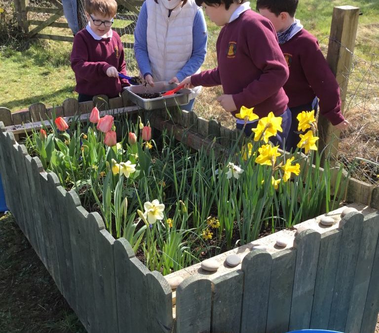 Mixing and sowing the seeds for our wild flower garden.