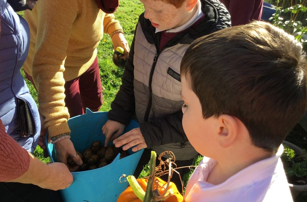 Autumn in Le Chéile – Harvesting our pumpkins and potatoes.