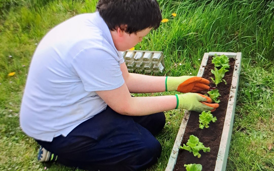 Busy in the garden planting herbs, lettuce, strawberries and sunflowers!