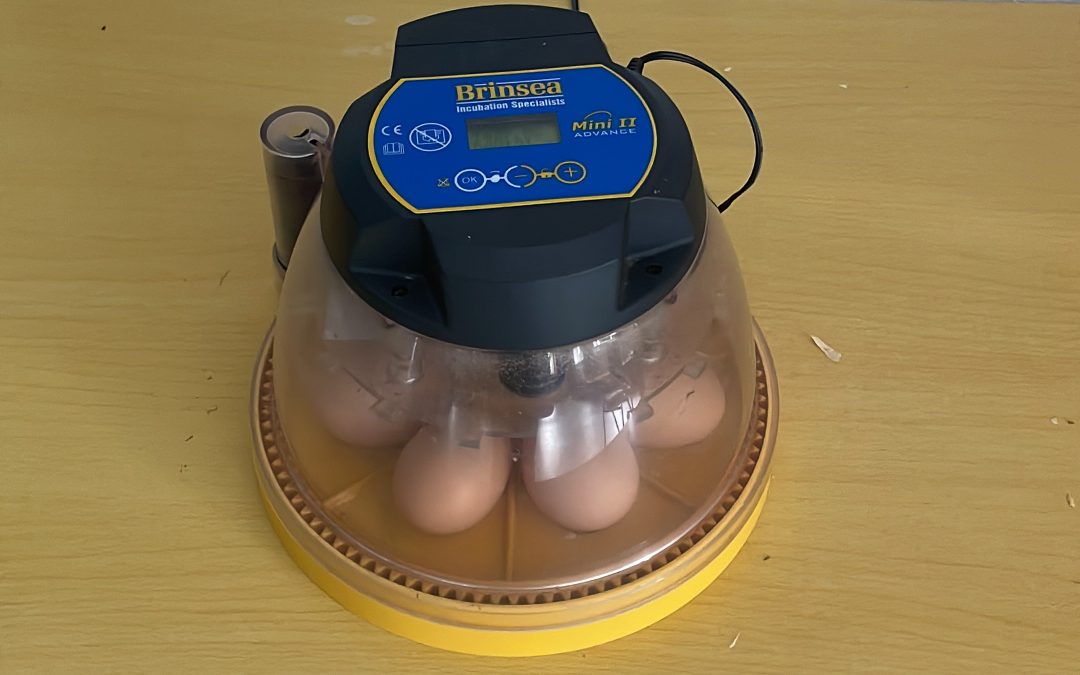 Incubator
