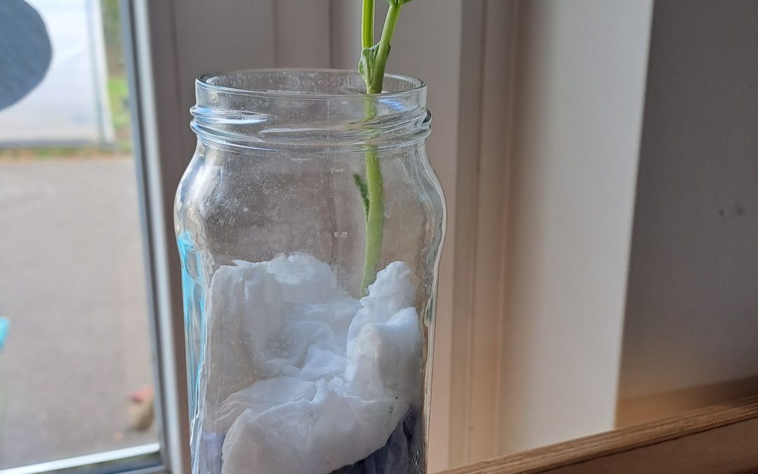 Germination to Planting – The children learned about the life-cycle of plants, from seed germination to planting and beyond.