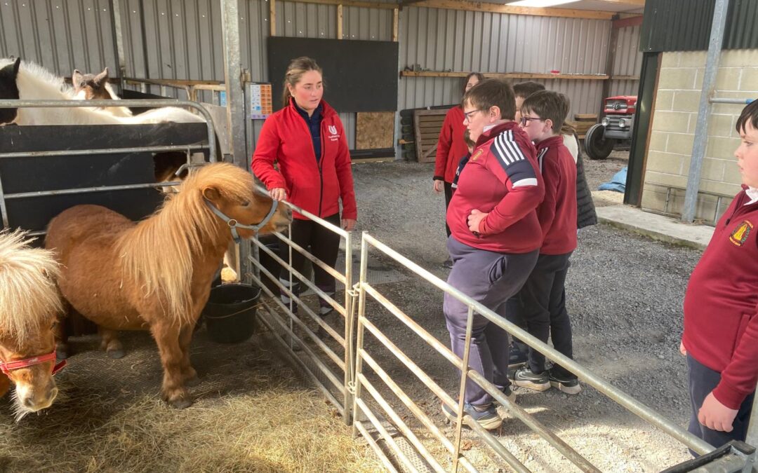 Equine Therapy