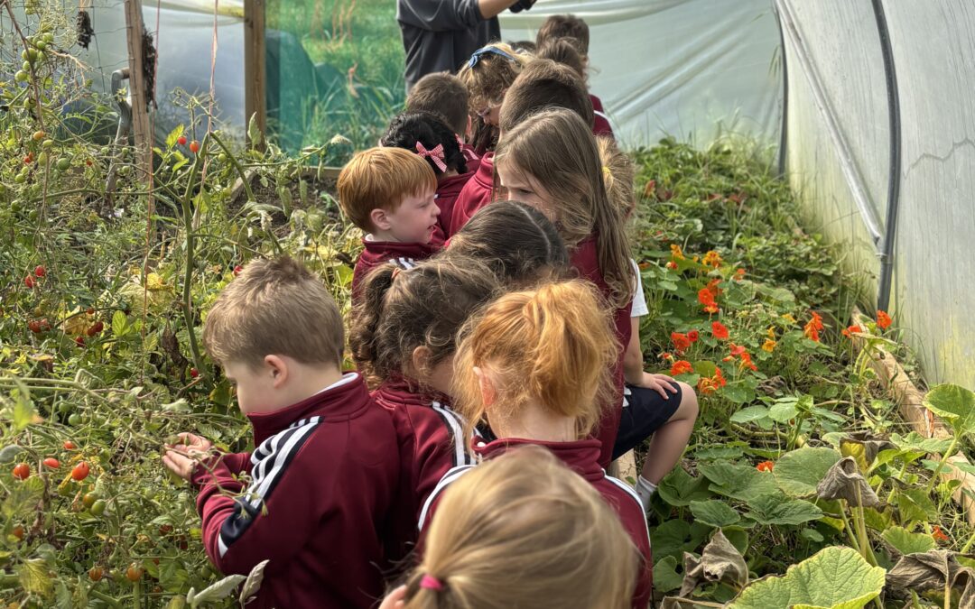 Visit to the Polytunnel
